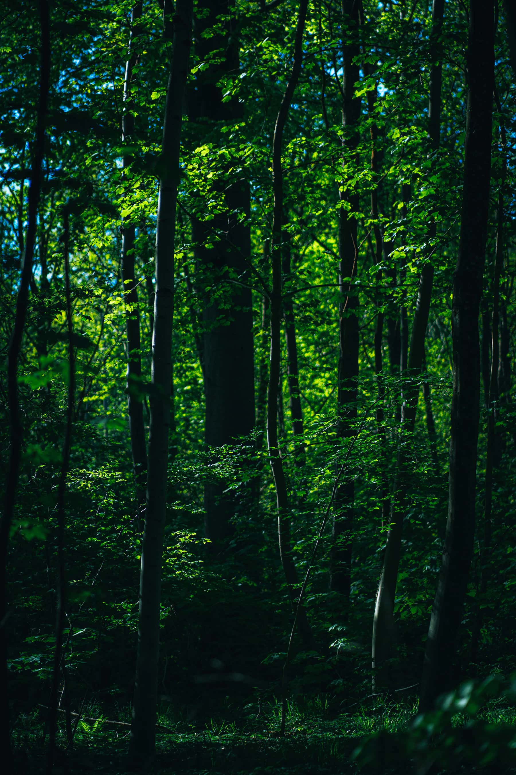 Sunlight filtering through a lush green canopy